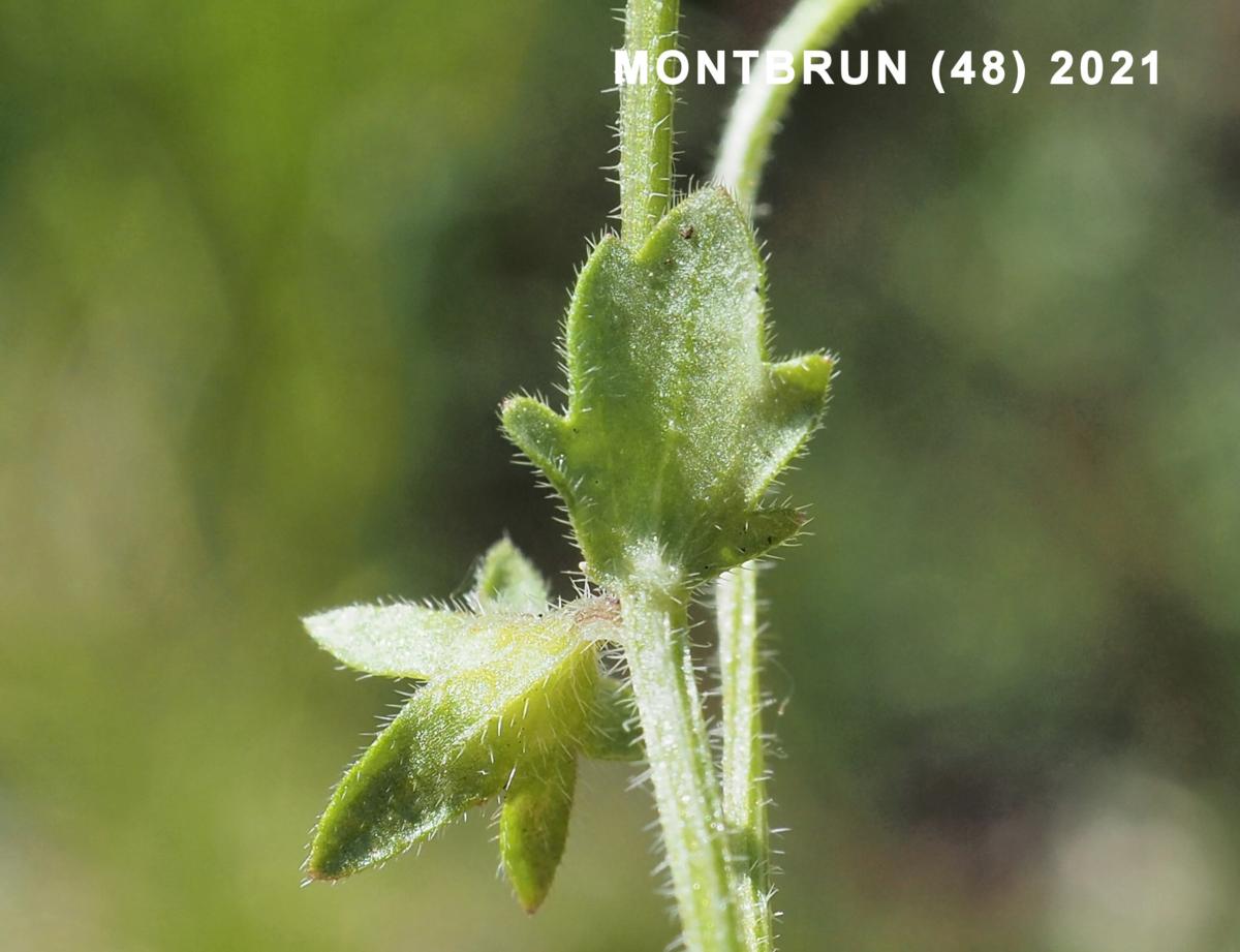 Bellflower, Annual leaf